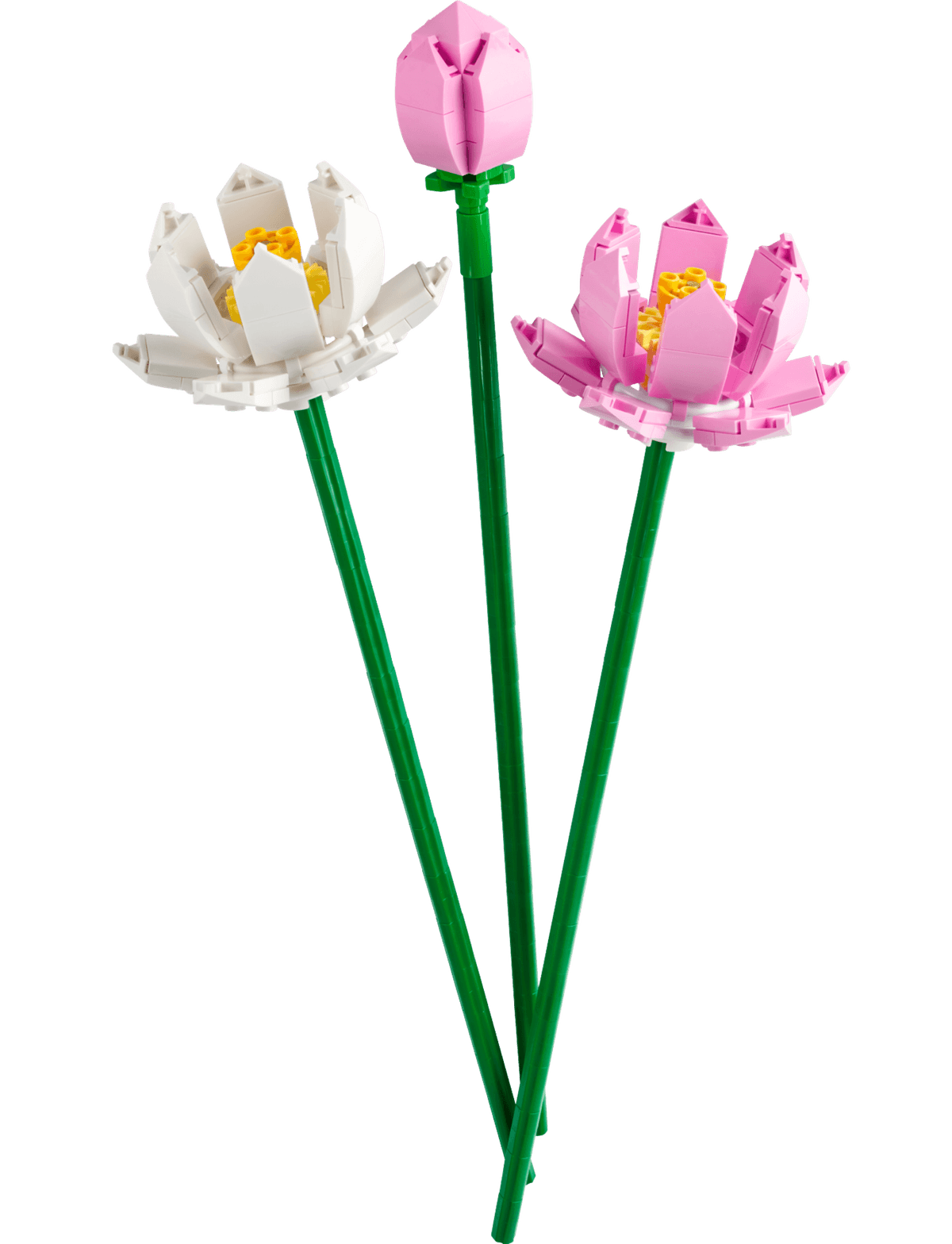 Lotus Flowers