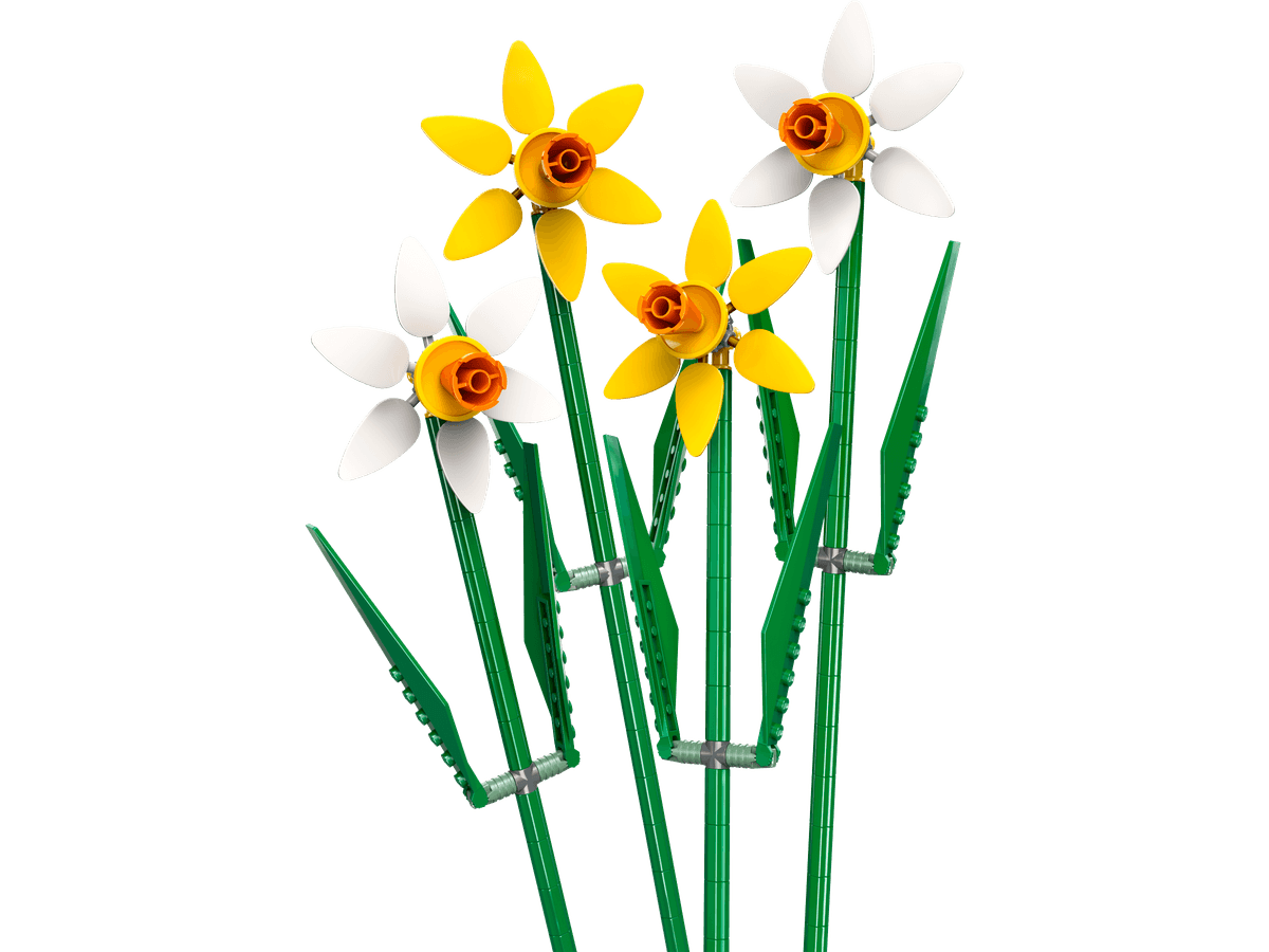 Daffodils