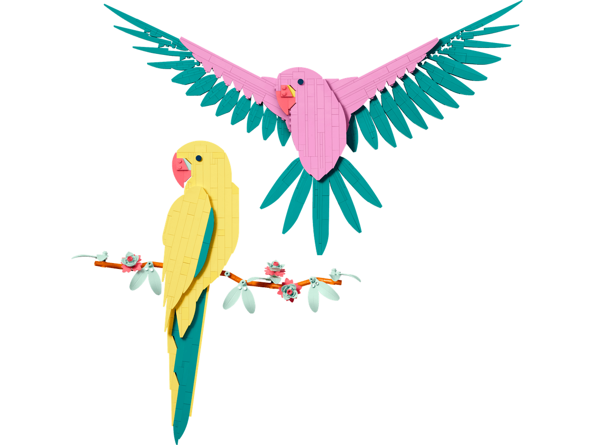 Macaw Parrots