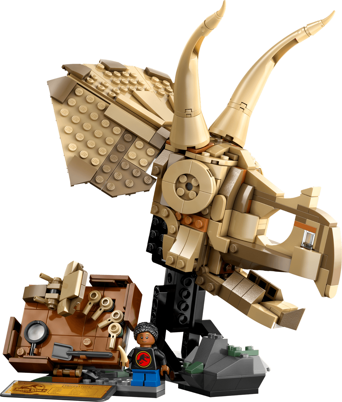 Dinosaur Fossils: Triceratops Skull